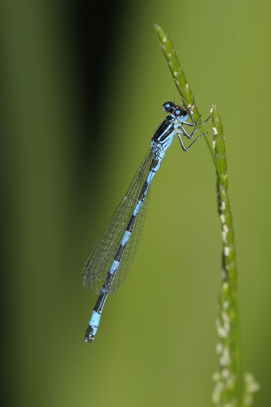Coenagrion da identificare...